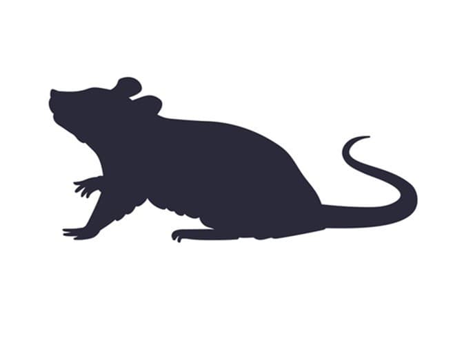 10-PACK FROZEN RATS WEANER SMALL 30G + - REPTILES/RAPTORS - QUALITY GUARANTEED